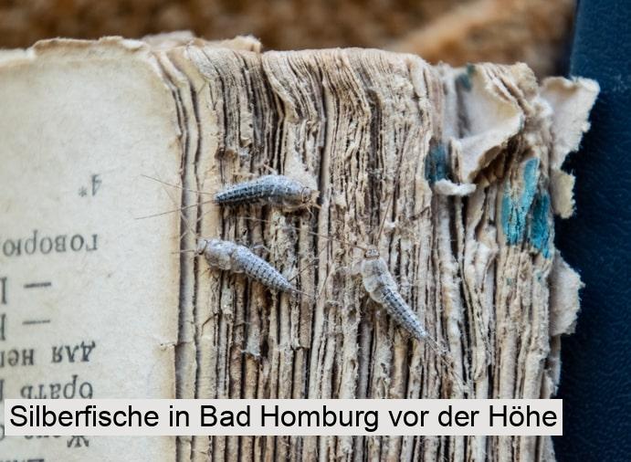 Silberfische in Bad Homburg vor der Höhe